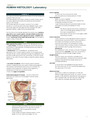 Histology Laboratory: The Human Reproductive System