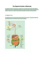 The Digestive system: A Journey from Food to Stool (with diagrams ...