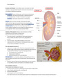 Renal system