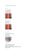 Gross Anatomy - Muscular System