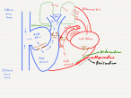 Heart physiology
