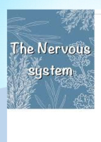 NERVOUS SYSTEM