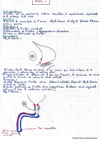 Anatomie de l'urètre - DocMerit