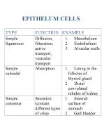 Basic Histology of Epithelial Cells