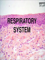histology of the respiratory system