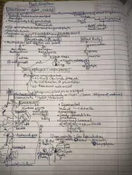 Plant kingdom handwritten short notes