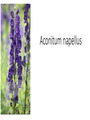 Aconite Medicine