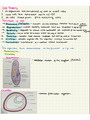 IB Biology 1.1 Cell Theory notes
