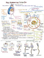 Male Reproductive System Histology & Anatomy