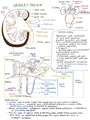 Urinary System Histology