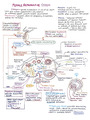 Female Reproductive System