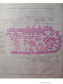 Histology Diagrams For 2nd year MBBS