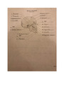 Bones of the Skull and rib cage, Vertebral Column