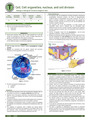 Histology of Cells