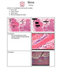 05 bone histology 39 notes to slides / images
