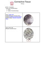 02 connective tissue histology notes to 31 slides / images