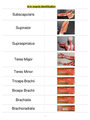Arm muscle Identification - DocMerit