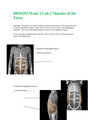 BIOS252 Week 2 Lab 2 Muscles of the Torso