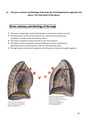 gross anatomy and histology of the lung