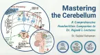 Mastering the Cerebellum: Comprehensive Handwritten Notes for Dr. Najeeb’s Lectures | v2.0