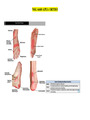 NSG 6440 APEA ORTHO / NSG6440 APEA ORTHO (NEW)| SOUTH UNIVERSITY
