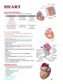 ANATOMY OF HEART