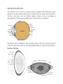 Ocular physiology