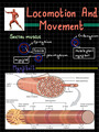 Concept of muscle contraction bones and classification
