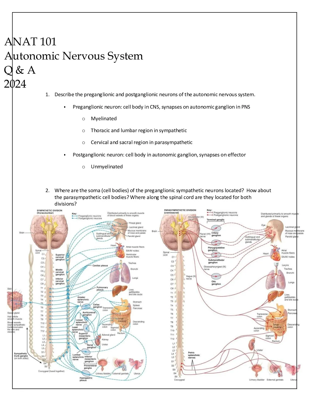 ANAT 101 AUTONOMIC NERVOUS SYSTEM STUDY GUIDE Q and A 2024 - DocMerit